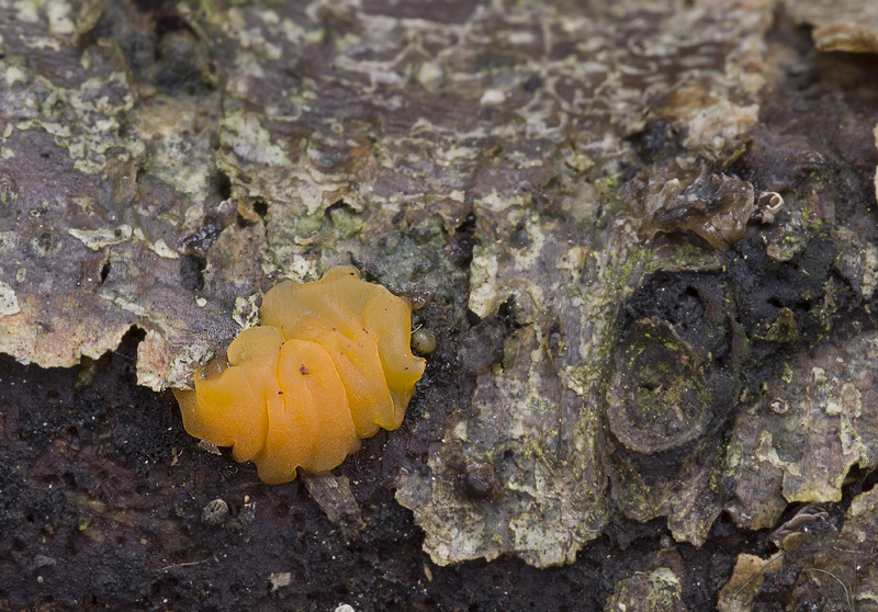 Dacrymyces stillatus